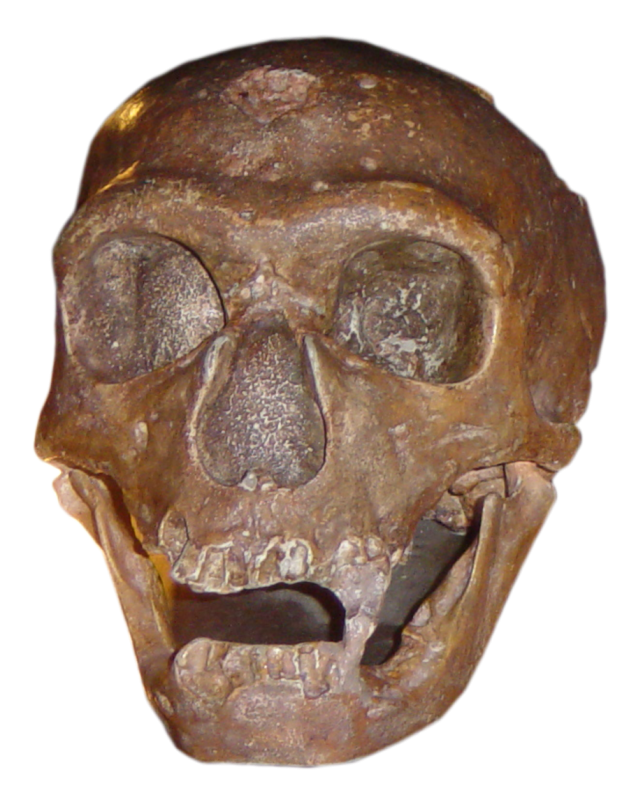 Cráneo de hombre de Cromagnom
